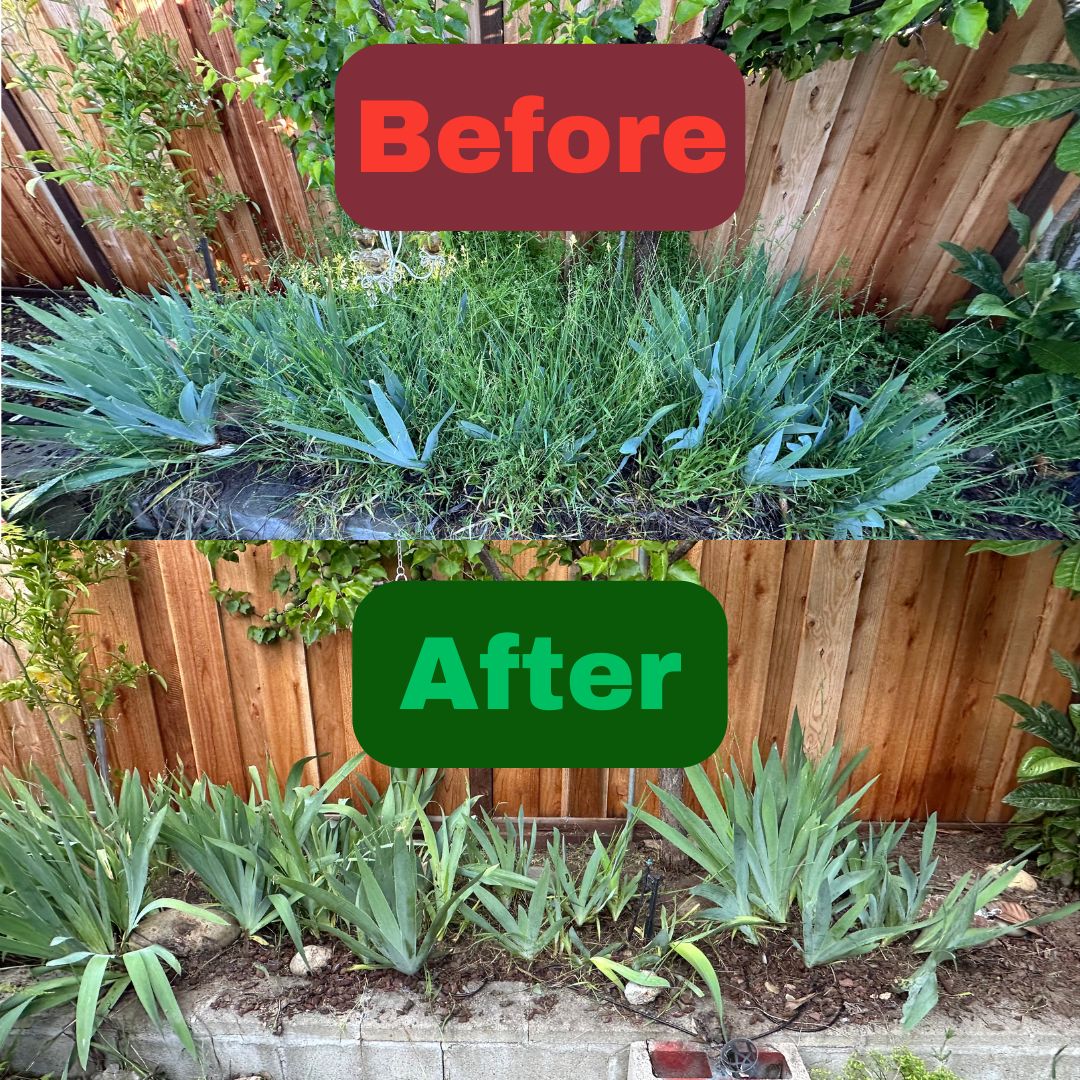 Excel Lawn Service before and after result