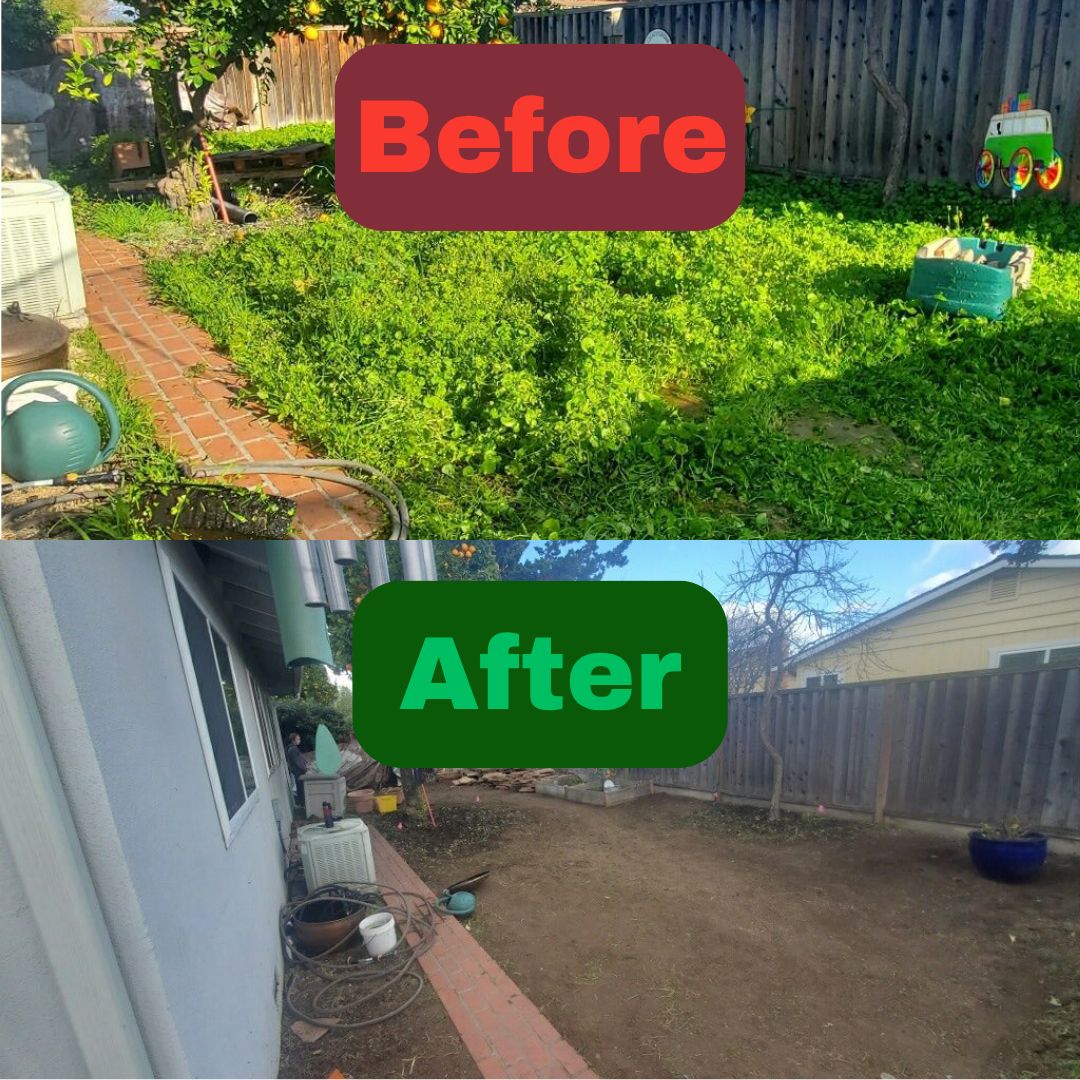 Excel Lawn Service before and after result