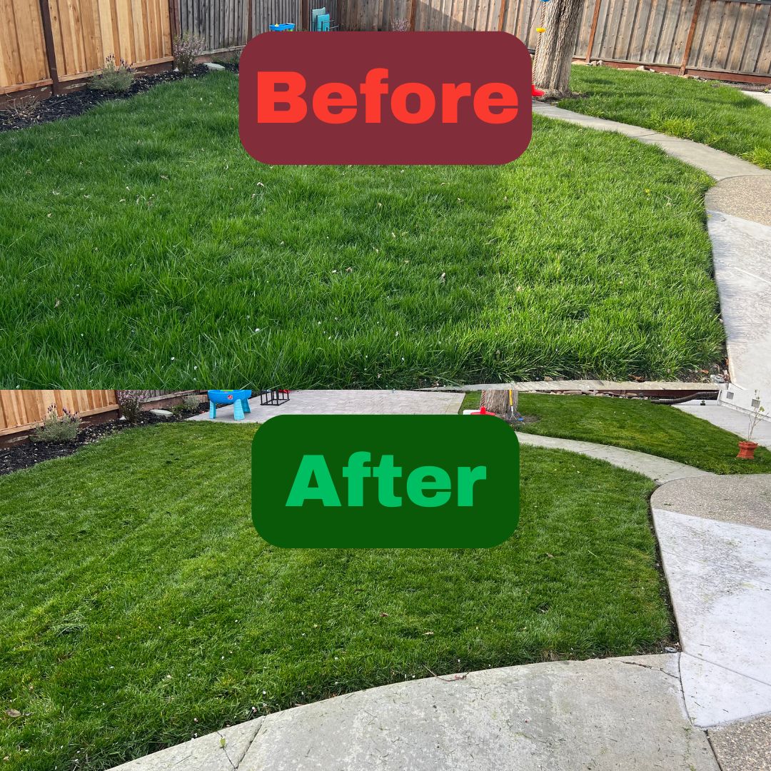 Excel Lawn Service before and after result