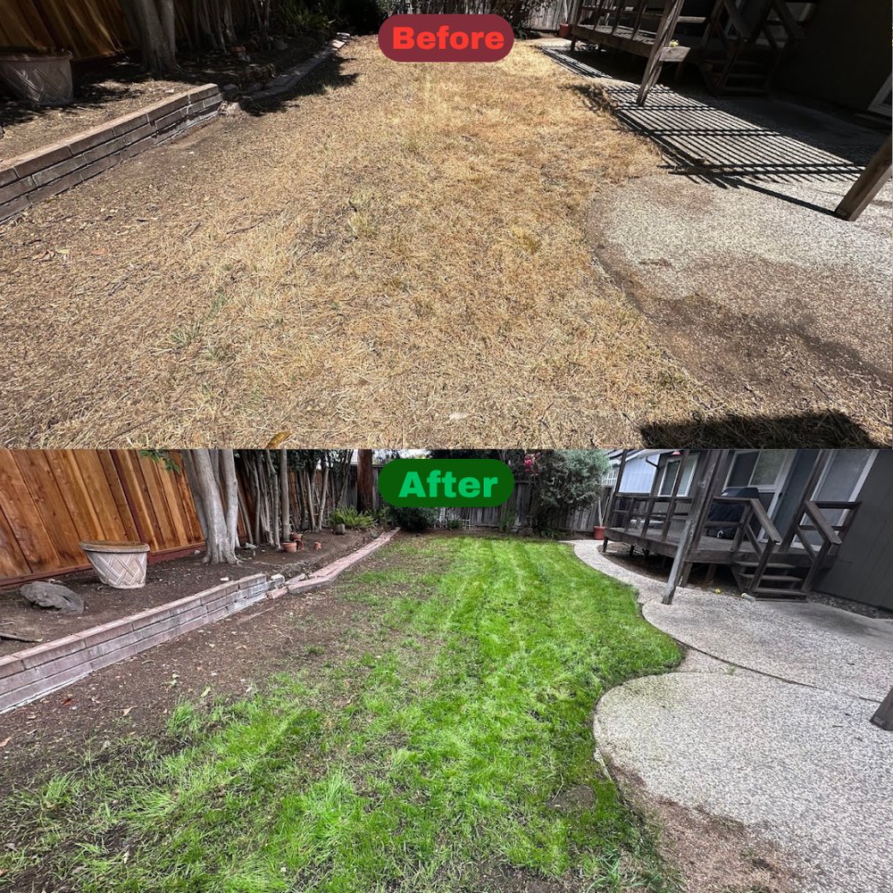 Excel Lawn Service before and after result