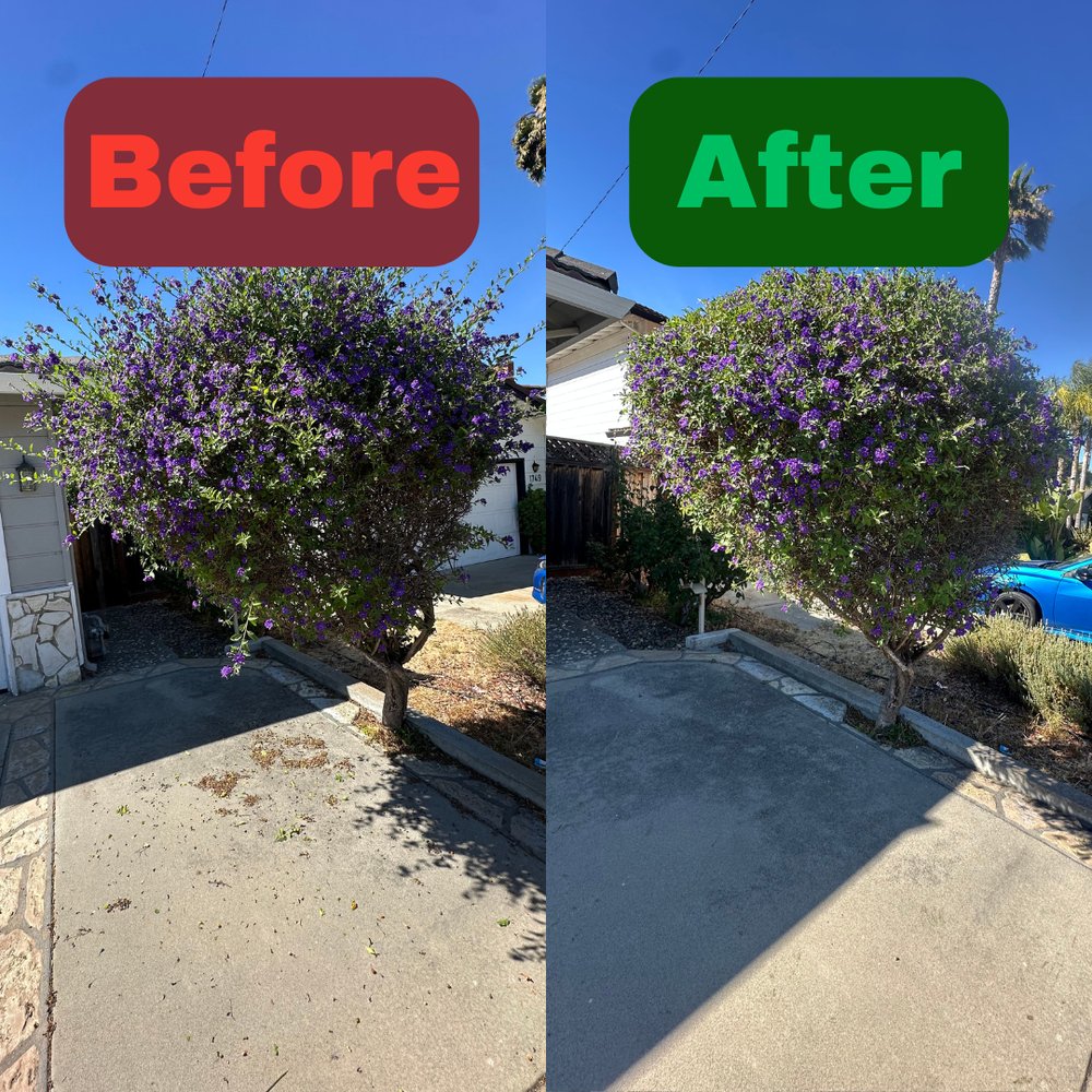 Excel Lawn Service before and after result