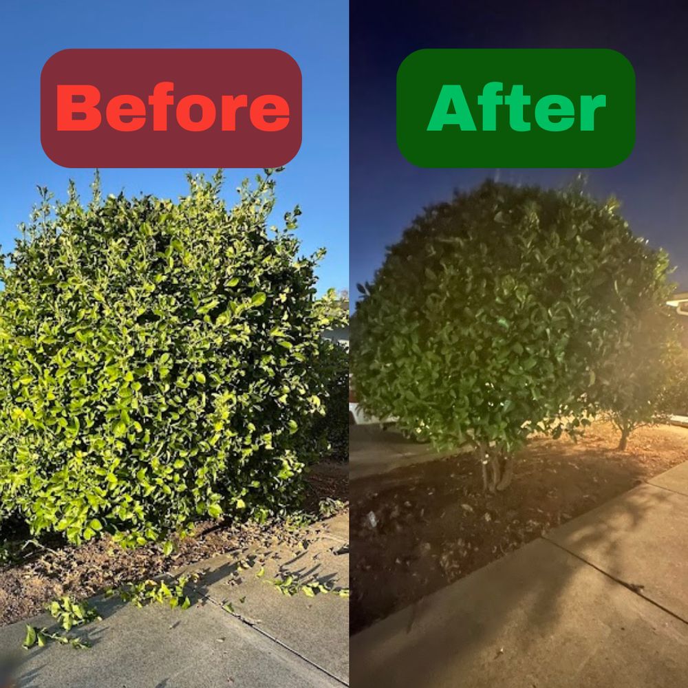 Excel Lawn Service before and after result
